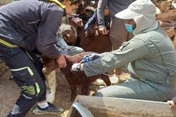 ایمن سازی دام های سبک و سنگین استان علیه بیماری تب برفکی پایان یافت